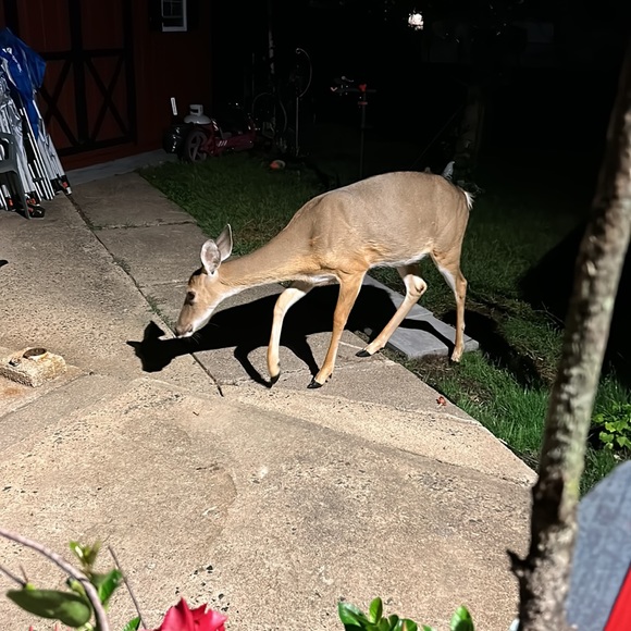 Hello  I’m Rhonda  won’t you be my Next customer - Picture 16 of 16